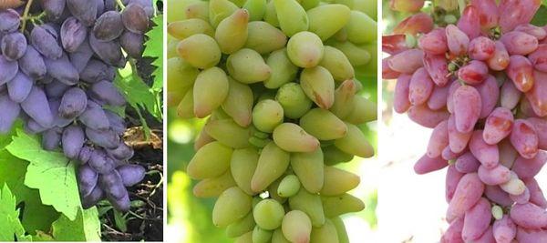 พันธุ์ดั้งเดิม