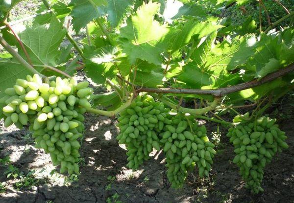 พวงองุ่น