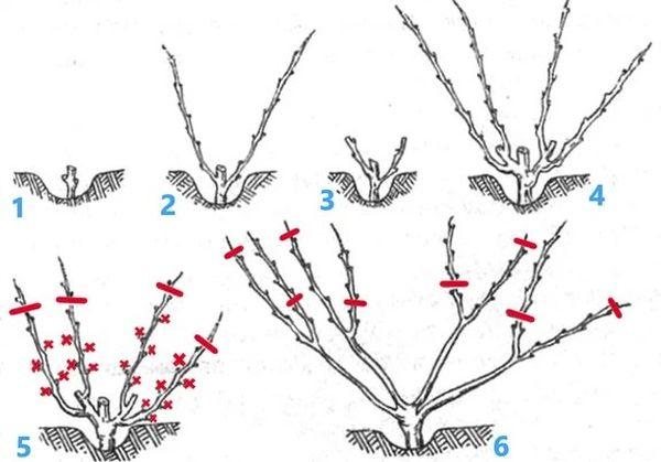 การตัดแต่งกิ่งองุ่น
