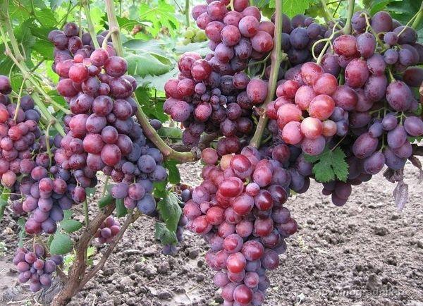 องุ่นลูกผสม