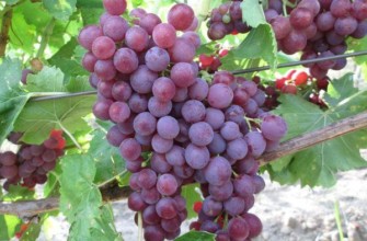 ไฮบริดใหม่