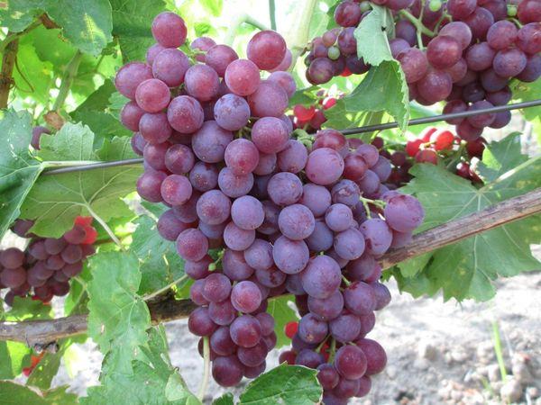 ไฮบริดใหม่