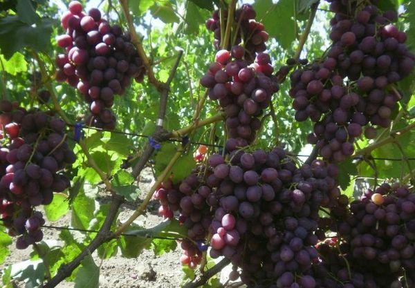 องุ่นในความทรงจำของครู