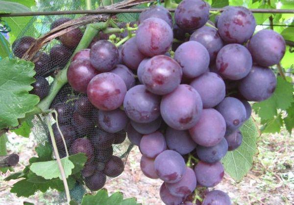 ความหลากหลายของความทรงจำของครู