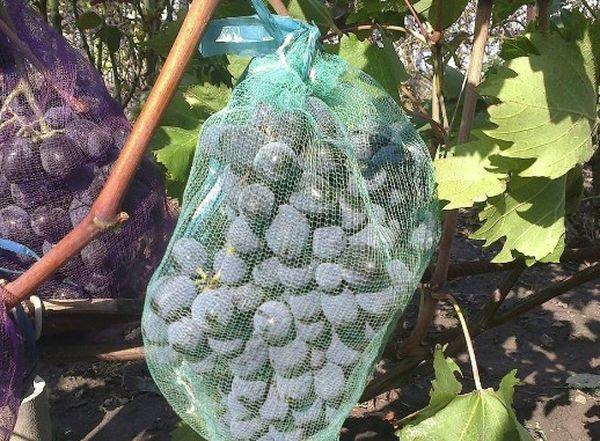 การป้องกันนก