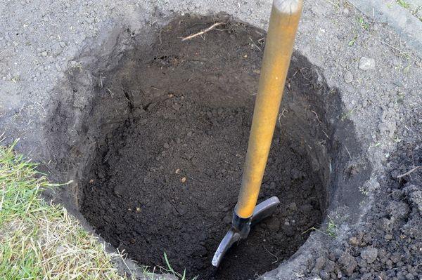 หลุมปลูก