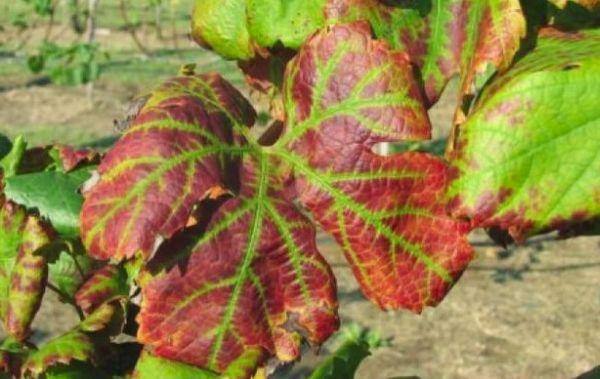 องุ่นเอสก้า