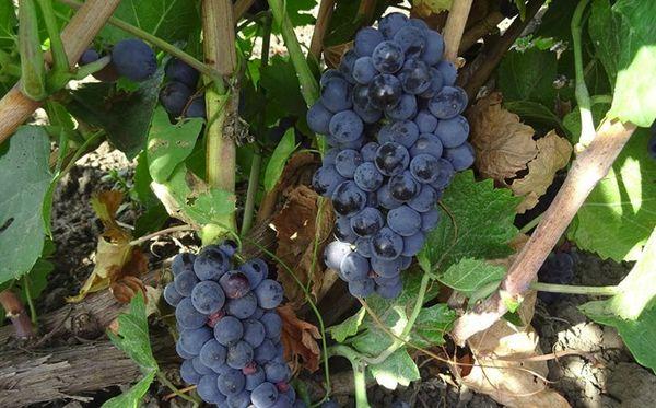 องุ่นสุก