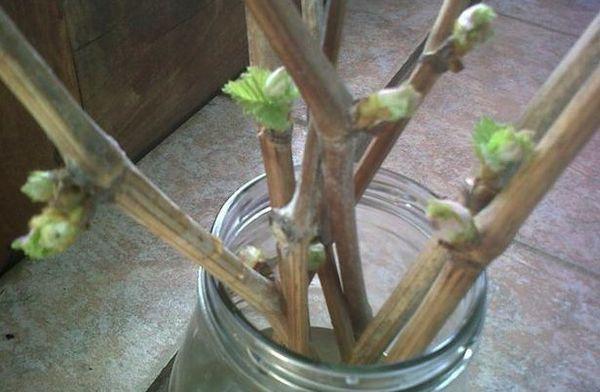 การตัดในขวด