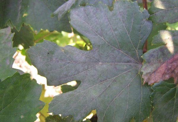 ออยเดียมขององุ่น