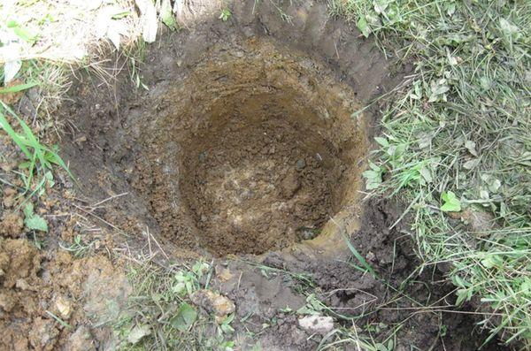 หลุมปลูก