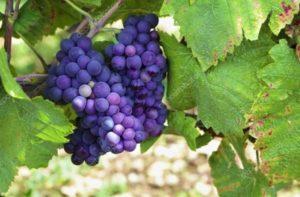 ลักษณะและลักษณะขององุ่นปิโนต์นัวร์ การปลูกและการดูแลรักษา