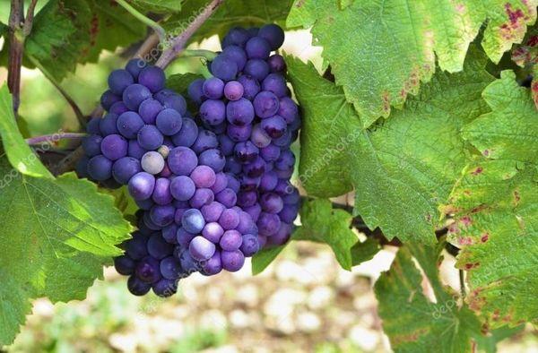 ปิโนต์นัวร์