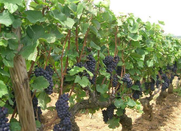 การปลูกองุ่น