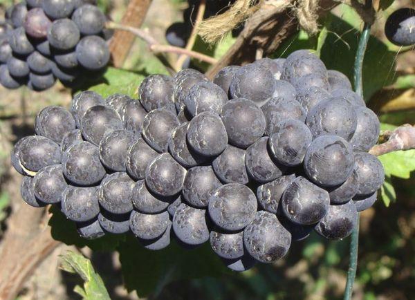 ปิโนต์นัวร์สีดำ