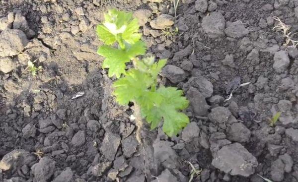 ต้นกล้าองุ่น