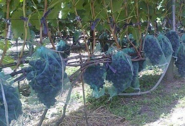 การป้องกันนก