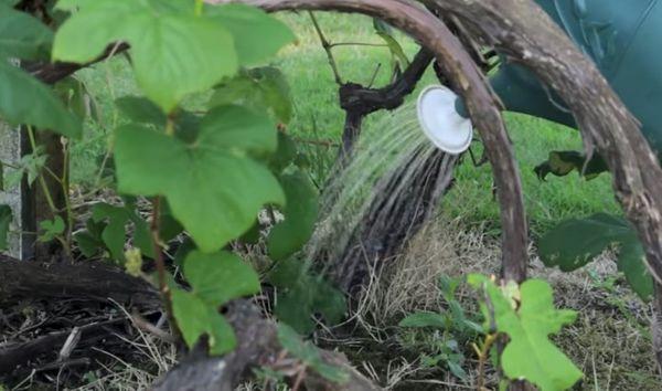 การรดน้ำองุ่น