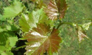 หากองุ่นไม่เจริญเติบโตดีและขาดสิ่งใดควรทำอย่างไร