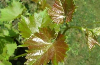 ต้นองุ่น