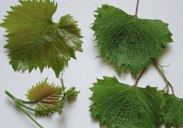 ไวรัสจมูกสั้น