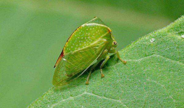 ศัตรูพืชองุ่น