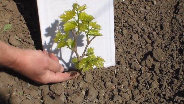 งอกในดิน