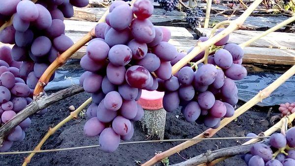 เบอร์รี่องุ่น