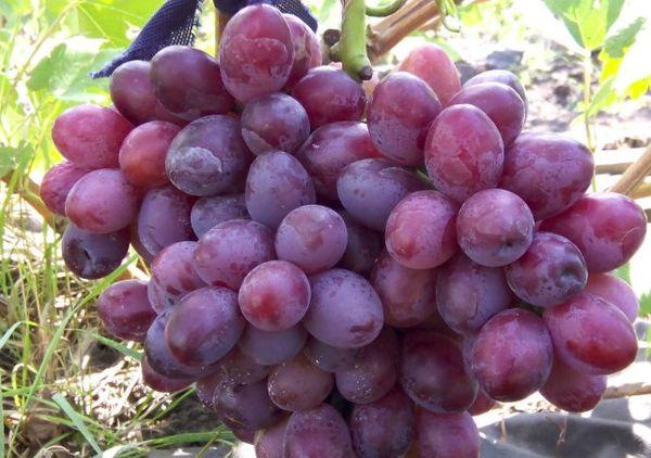 ผลผลิตองุ่น