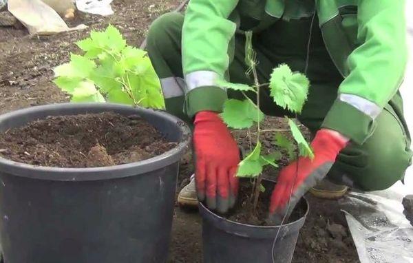 การปลูกองุ่น