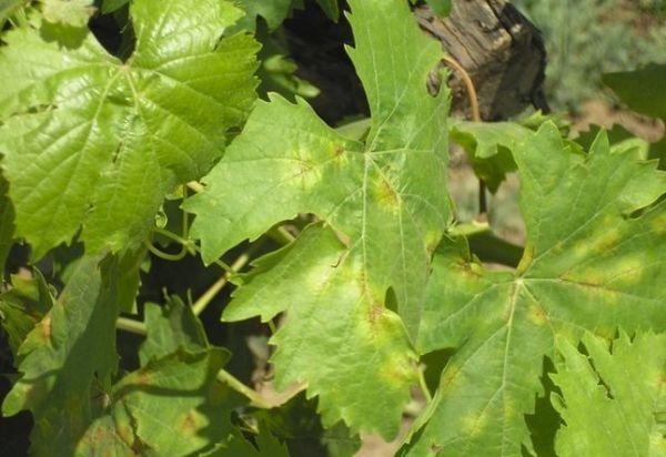 ราองุ่น