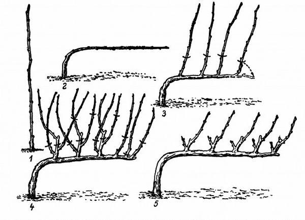 การก่อตัวขององุ่น