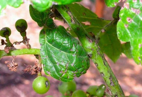 เชื้อราแอนแทรคโนส