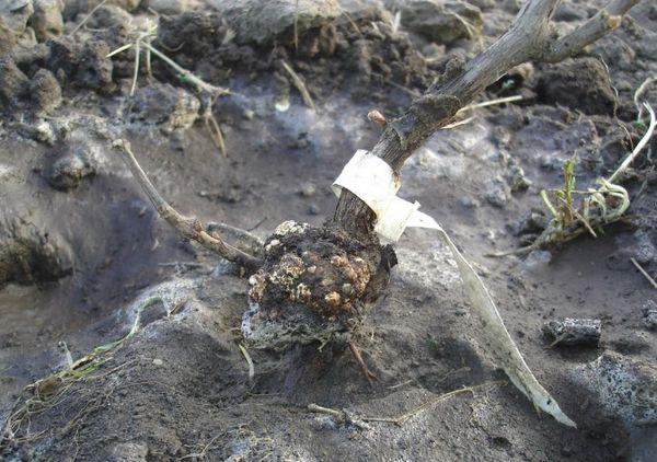 มะเร็งแบคทีเรีย