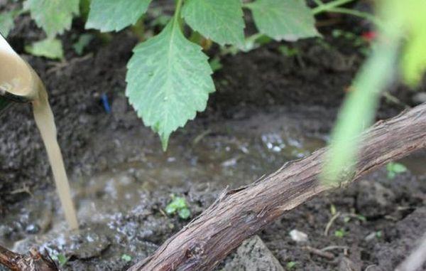 การใส่ปุ๋ยองุ่น