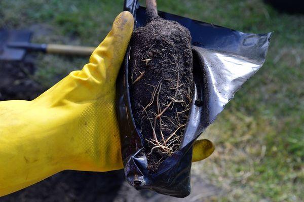 ต้นกล้าพร้อมดิน