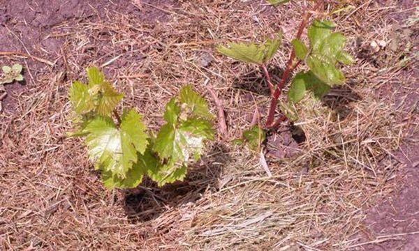 การคลุมต้นกล้า