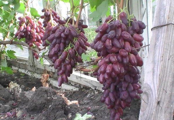 เก็บเกี่ยว