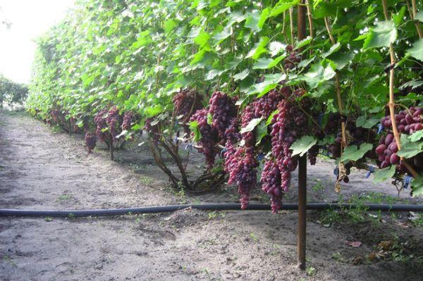 เถาวัลย์