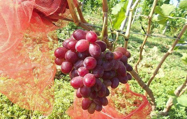 เถาองุ่น