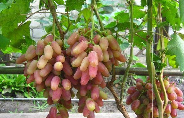 พวงริซามัต