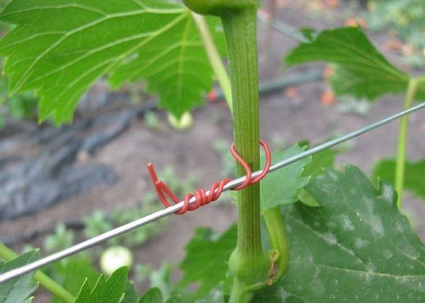 jarretière de raisins