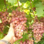 องุ่นรุมบ้า