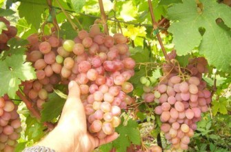 องุ่นรุมบ้า