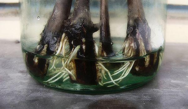 boutures dans un bocal