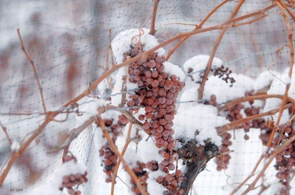 raisins dans la neige