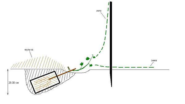 แผนผังการปลูก