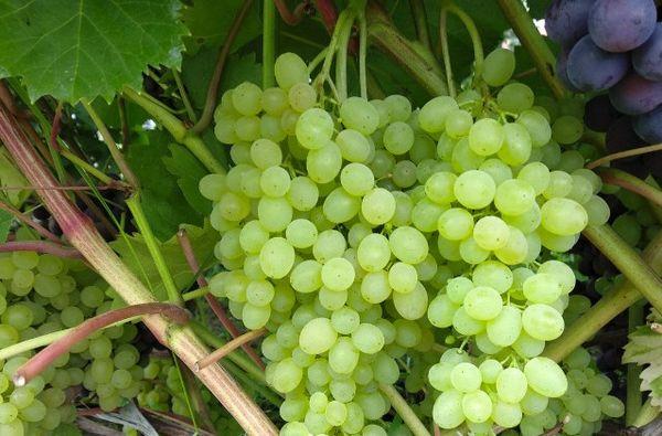 พวงและผลเบอร์รี่