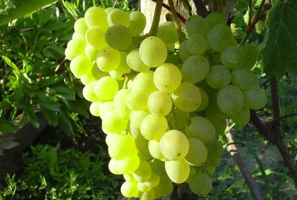 ศัตรูพืชองุ่น