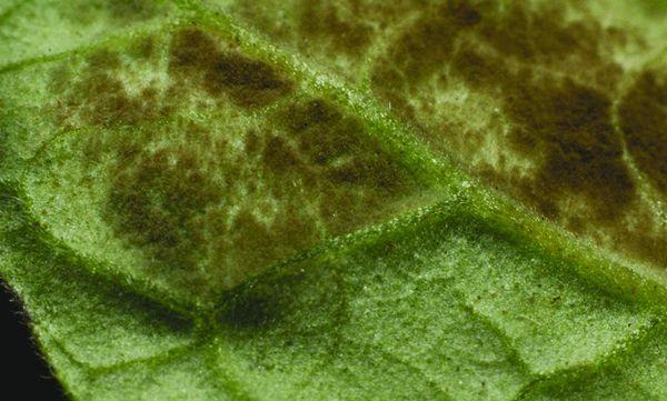 จุดมะกอก